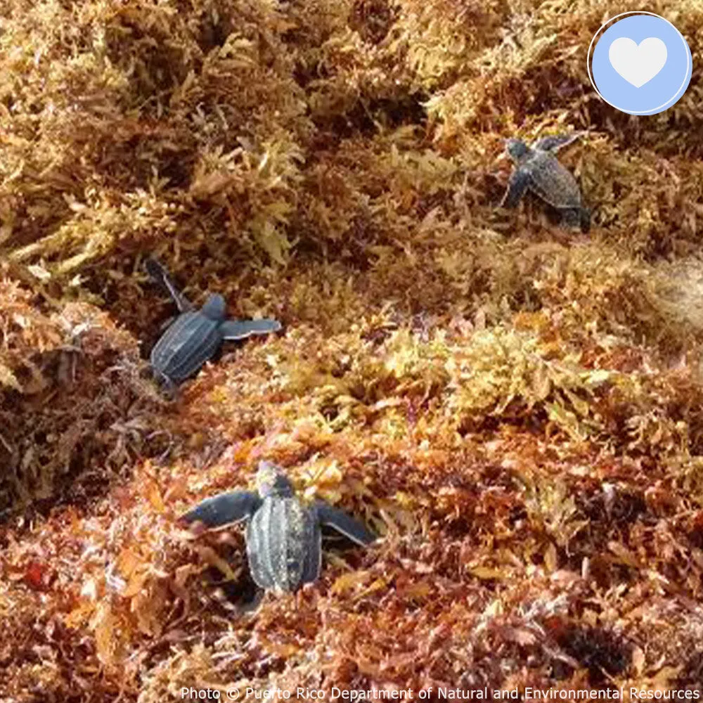 Project Peril: Save the Sea Turtle